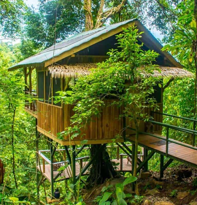 El Fenix Treehouse entrance surrounded by rainforest at Finca Bellavista