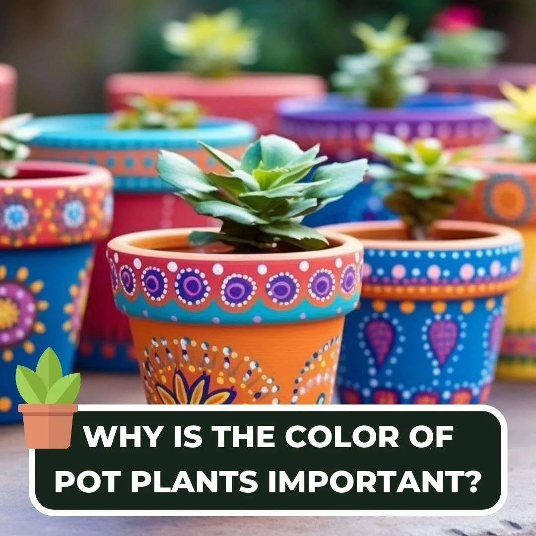 Why is the color of pot plants important?