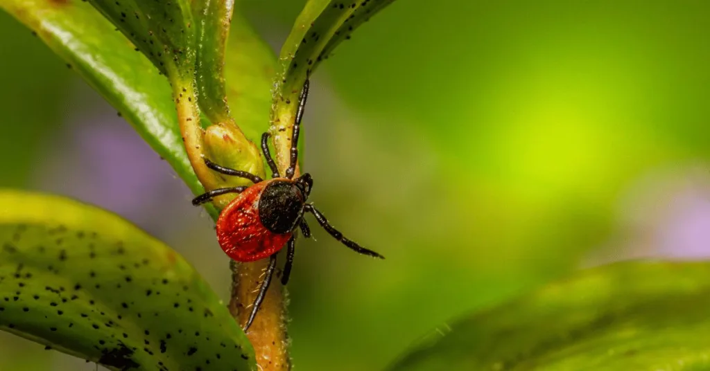 A tick waiting in tall grass