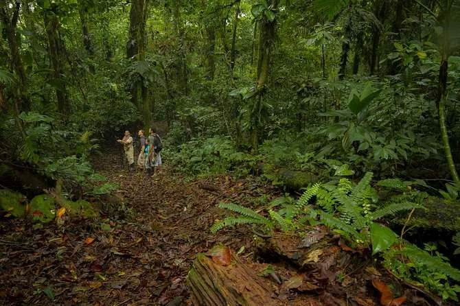 Jungle Expedition through The Children's Eternal Rainforest