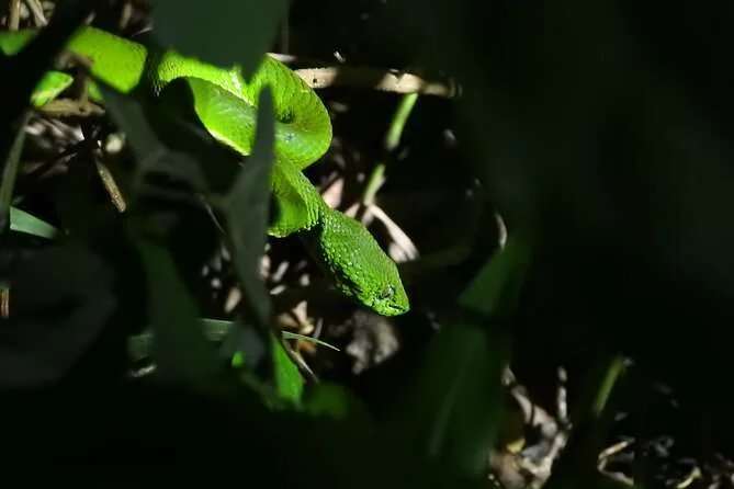 Night Walking Tour in Monteverde