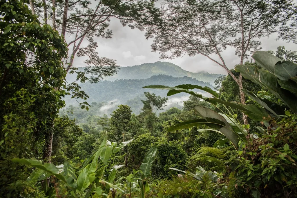 Finca Bellavista rainforest treehouse community in Piedras Blancas, Costa Rica