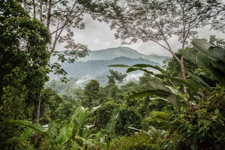 Finca Bellavista